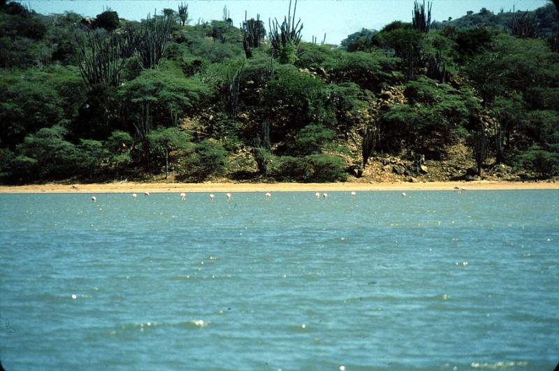 Untitled-Scanned-18 Flamingoes abound, feeding on the algae in the shallow ponds.