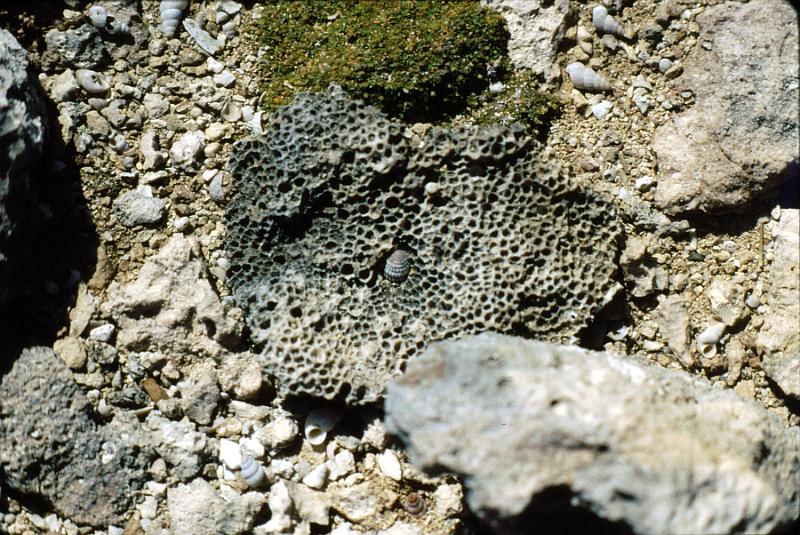 Untitled-Scanned-31 And the land is all shells and coral and old seabed.