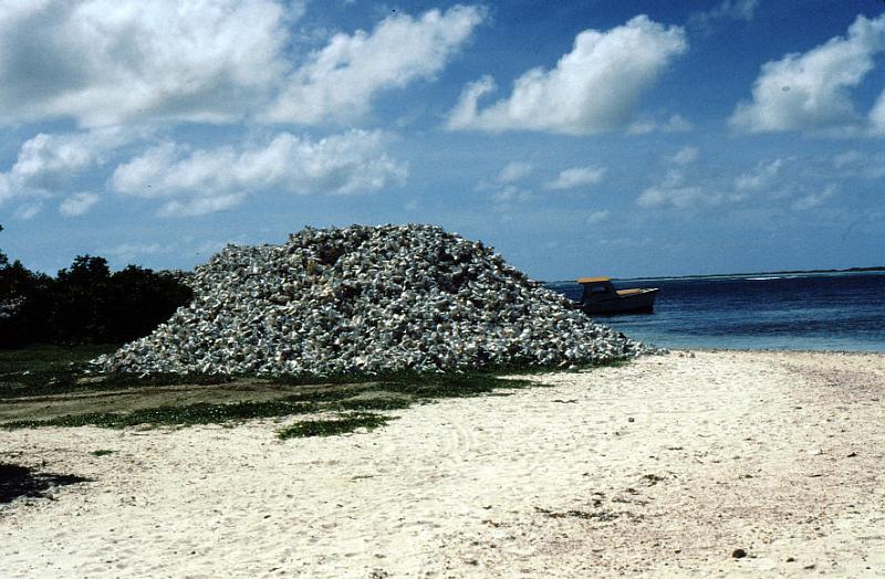 Untitled-TrueColor-13 Just look at the pile of conch shells.