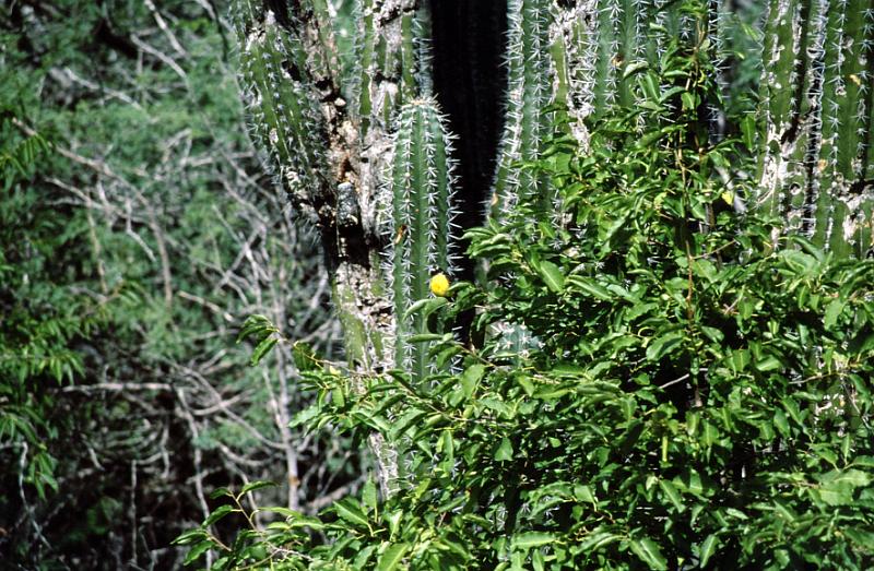 Untitled-TrueColor-15 A pretty cactus flower.