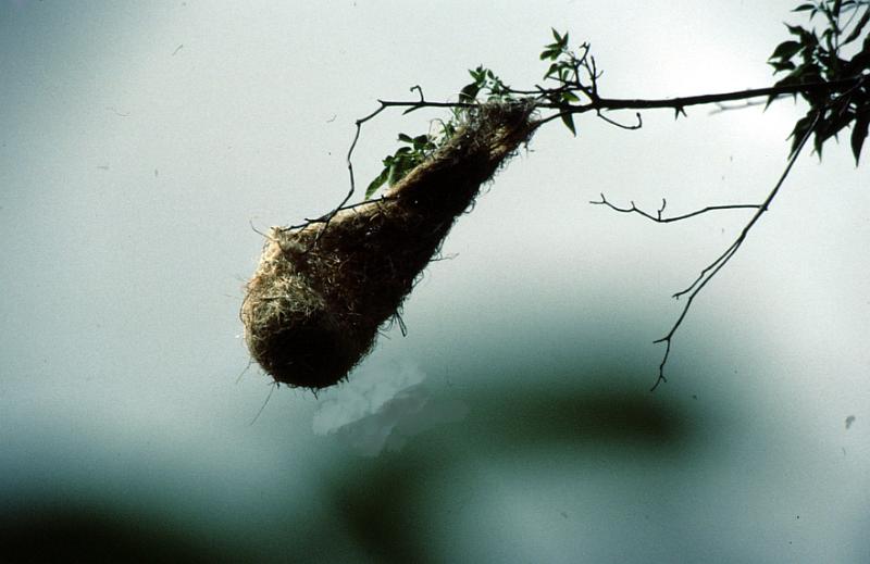 Untitled-TrueColor-17 A weaver bird's nest blows in the wind.