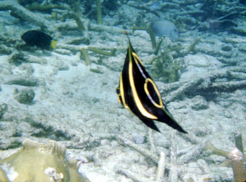 Untitled-TrueColor-23 Banded angelfish.  I took these underwater photos while snorkeling, using a rented Kodak 110.  The white sand is limestone excreta from parrotfish, which crunch coral off with their beaks and separate out the nourishment.