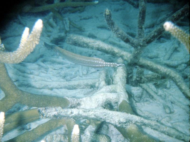 Untitled-TrueColor-31 Pipefish