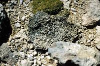 Untitled-Scanned-31 And the land is all shells and coral and old seabed.