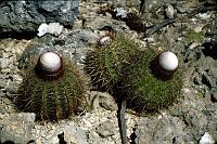 Untitled-Scanned-34 Cacti of various types predominate.