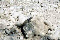 Untitled-Scanned-36 And lizards scurry about.  They're harmless, and will beg for scraps (or steal food) at picnics.