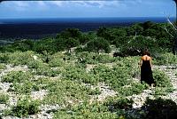 Untitled-Scanned-47 There're plenty of wild goats.