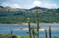 Untitled-TrueColor-14 A small bird nests atop a cactus.