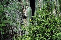 Untitled-TrueColor-15 A pretty cactus flower.