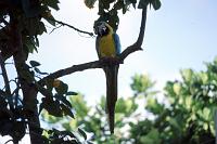 Untitled-TrueColor-22 The parrot is probably not native.  Here it's perched in a cultivated (and watered) fruit tree.