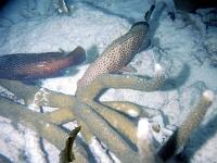 Untitled-TrueColor-25 Grunts