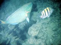 Untitled-TrueColor-39 Parrotfish (left) and a sergeant-major.