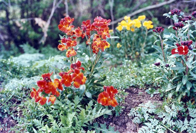 17 Flowers at King's College