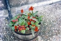 18 Flowers at King's College