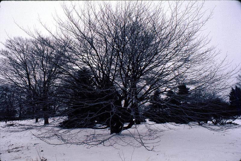 11-Concord_battleground Battlefield