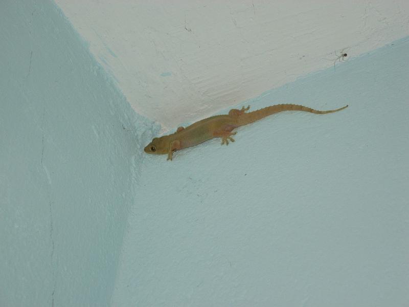 IMG_0891 One of two geckos that patrol our house devouring bugs attracted by the lights.