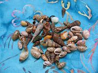 IMG_0886 The long pointed auger shells usually housed a terrestrial hermit crab, and we left those on the beach.  They ranged in length from about 1.5