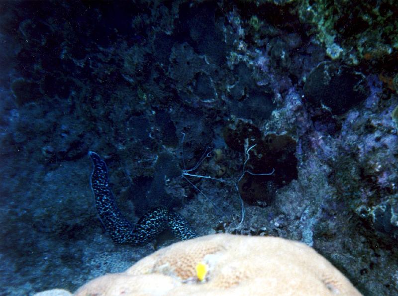 06 See the eel scurring to hide under the rock?