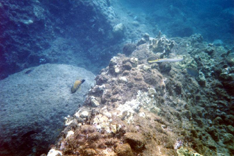 07 Parrotfish (left) and pipefish.