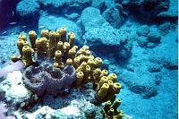 10 Basket sponges and organ-pipe sponges.