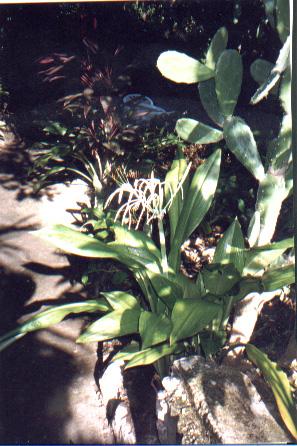 lacy-white-flower 