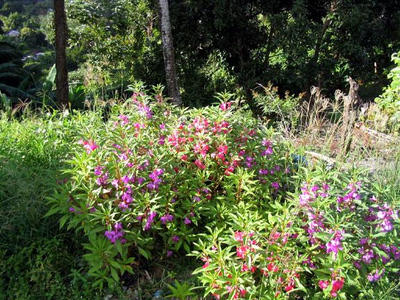 flowers-1 