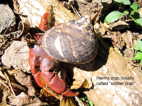 hermie I was wrong in labeling this photo.  The soldier crabs are quite different, and have their own hard shells.
