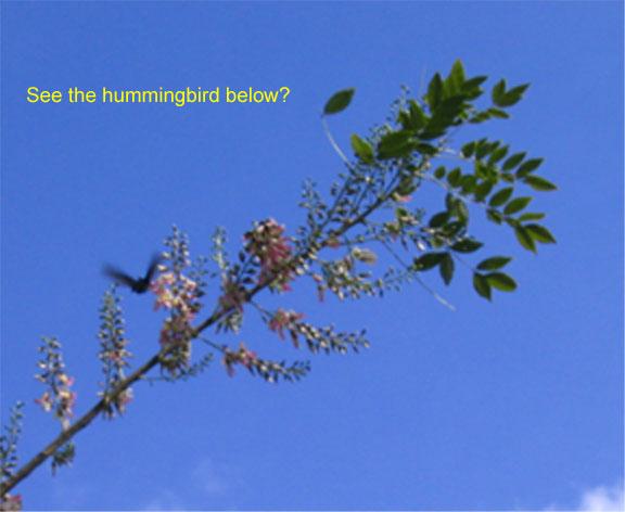 hummingbird 