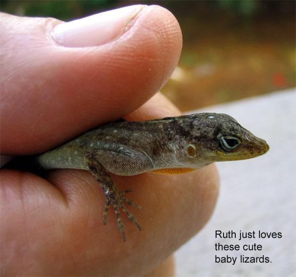lizard Dominica Animals: According to an expert, Dr. Stephen R. Hill, “The only truly native mammals on Dominica are the bats.  The Caribs brought the agoutis and opossums to the island from their home in South America as food, before Columbus.  The mice and rats came in on their own on ships.  The reptiles are probably native.”  There are many native crabs and snails.  Also, lizards scurry about, and small ones enter homes, staying well out of the way and helpfully clear insects away.  No snake on the island is venomous.
