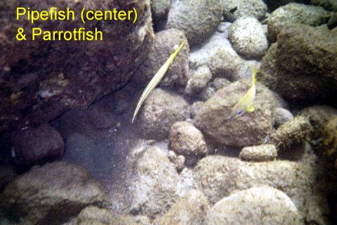 pipefish 