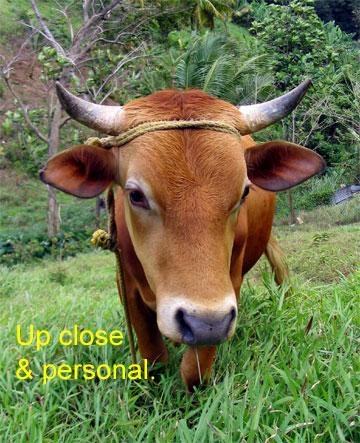 point-baptist-bull-closeup 