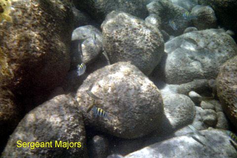 sergeant-majors 