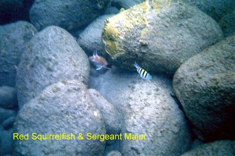 squirrelfish 