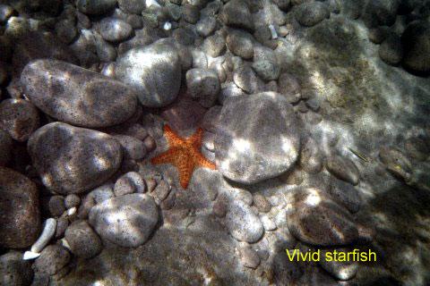starfish 