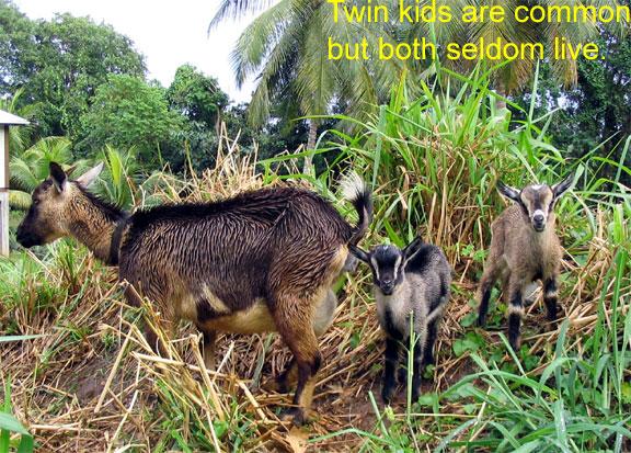 twin-kids 