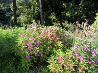 flowers-1 