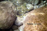 grunts 
