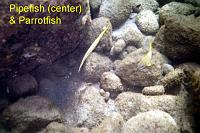 pipefish 