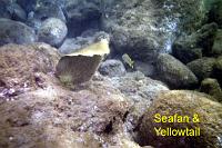 seafan