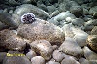 seaurchin-1