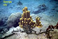 sponge-city