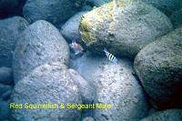 squirrelfish