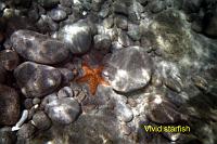 starfish
