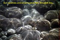 sunsparkles