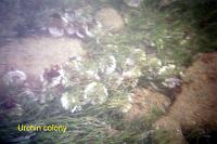 urchin-colony