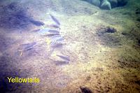 yellowtails