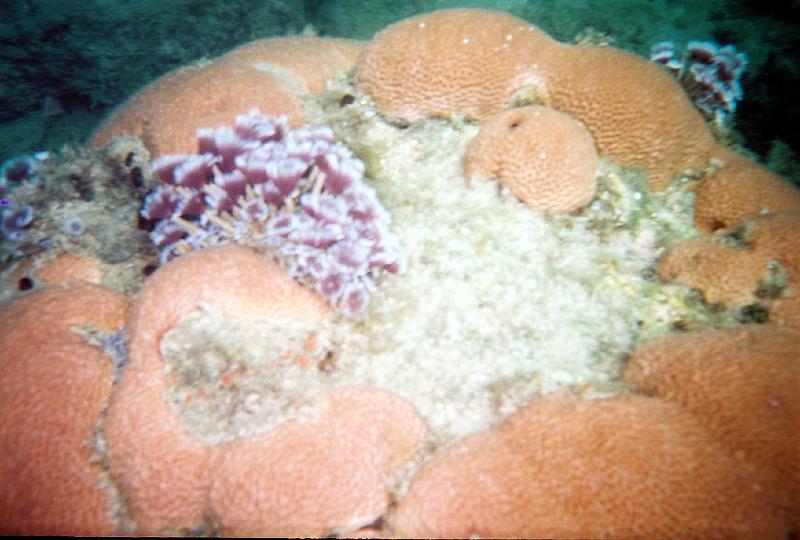 514600-R1-17-15A_018 Underwater at Secret Beach, barnacles on a brain coral.