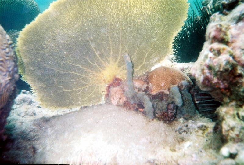 514600-R1-18-16A_019 Underwater at Secret Beach. A sea fan in the center.