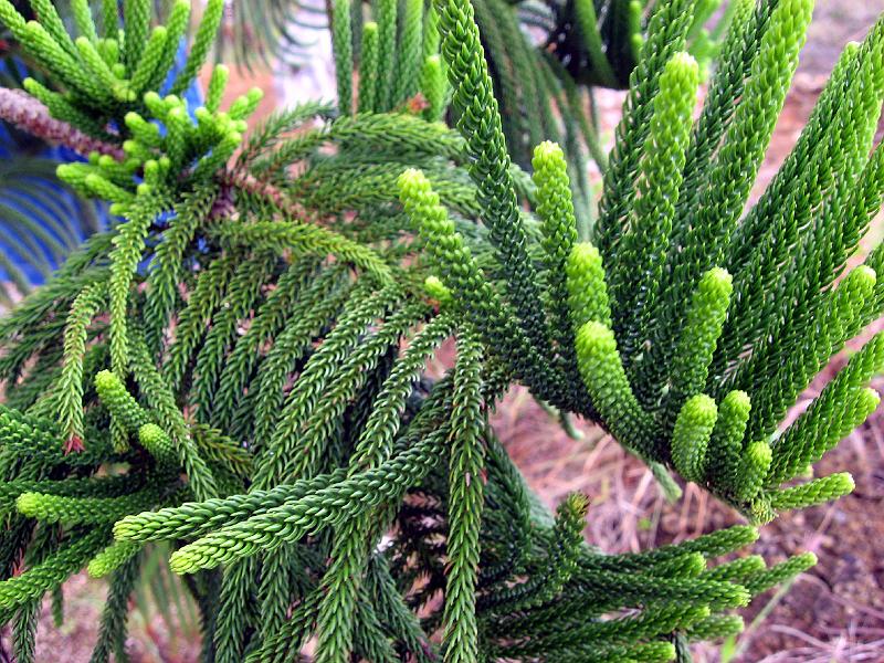 Northern_Link_Road_IMG_0515 This tree is an Araucaria.  According to Professor Steve Hill, probably Araucaria columnaris.  It's another British introduction from the 
southwestern Pacific.

