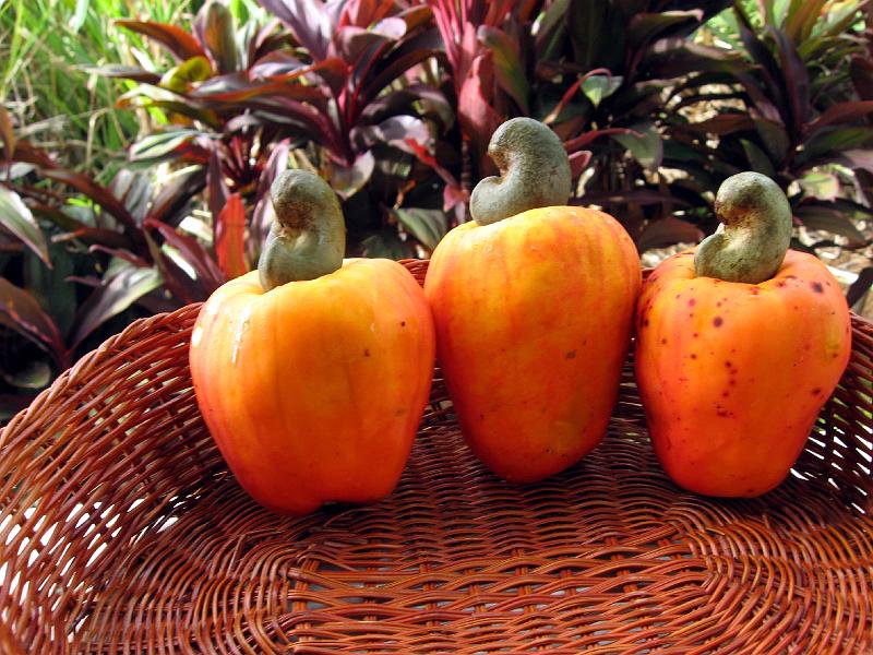 cashew_plums Shown upside-down, these are cashews.  The nut grows in the pod outside of the 